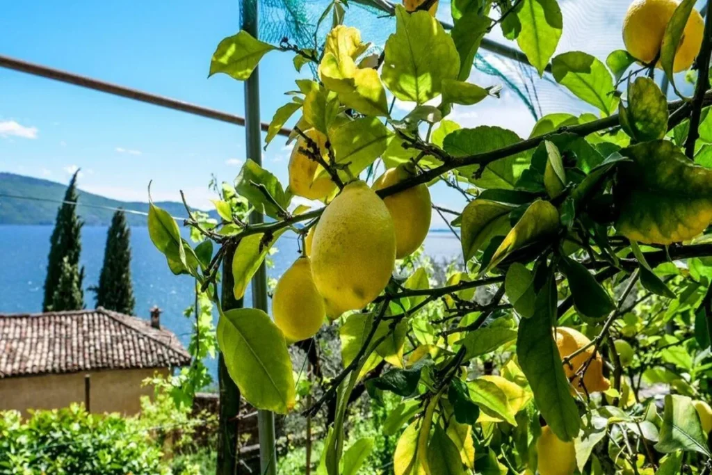 Limonaia del Castèl