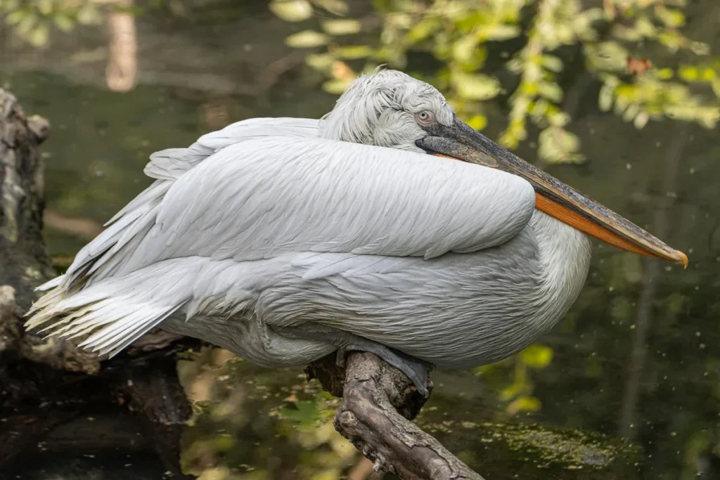 Parco Natura Viva